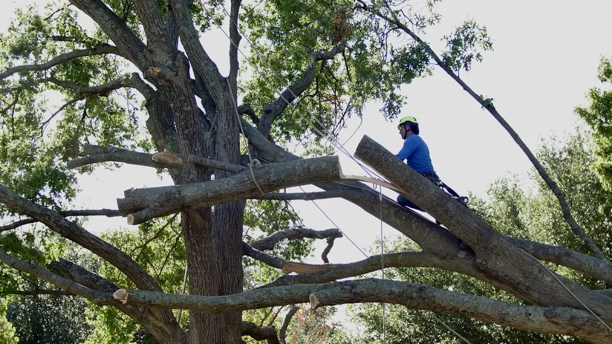 Professional Crown Thinning performed by certified arborists in Tuttle